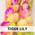 Tiger Lily