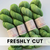 Freshly Cut