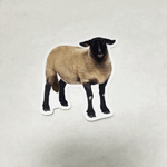 Merino Sheep